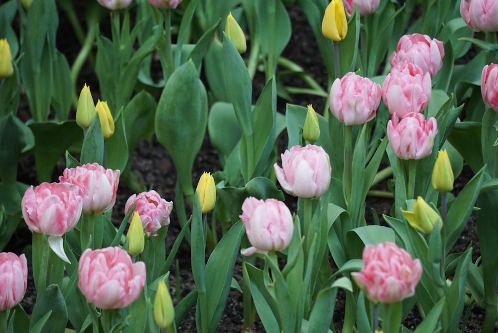 pink tulips in bloom during daytime