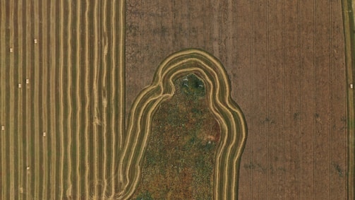 Aerial view of farmland exhibiting parallel rows of harvested fields and a distinct, curved boundary with a patch of natural vegetation in the center. The fields are uniformly spaced, and small bales of hay are scattered across the cultivated sections.