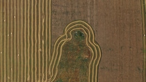Aerial view of farmland exhibiting parallel rows of harvested fields and a distinct, curved boundary with a patch of natural vegetation in the center. The fields are uniformly spaced, and small bales of hay are scattered across the cultivated sections.
