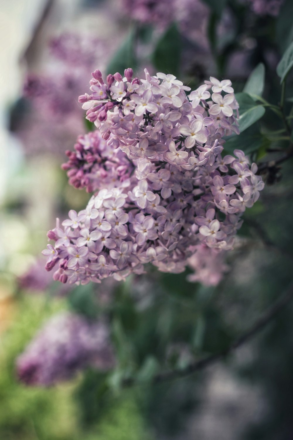 pink and white flower in tilt shift lens