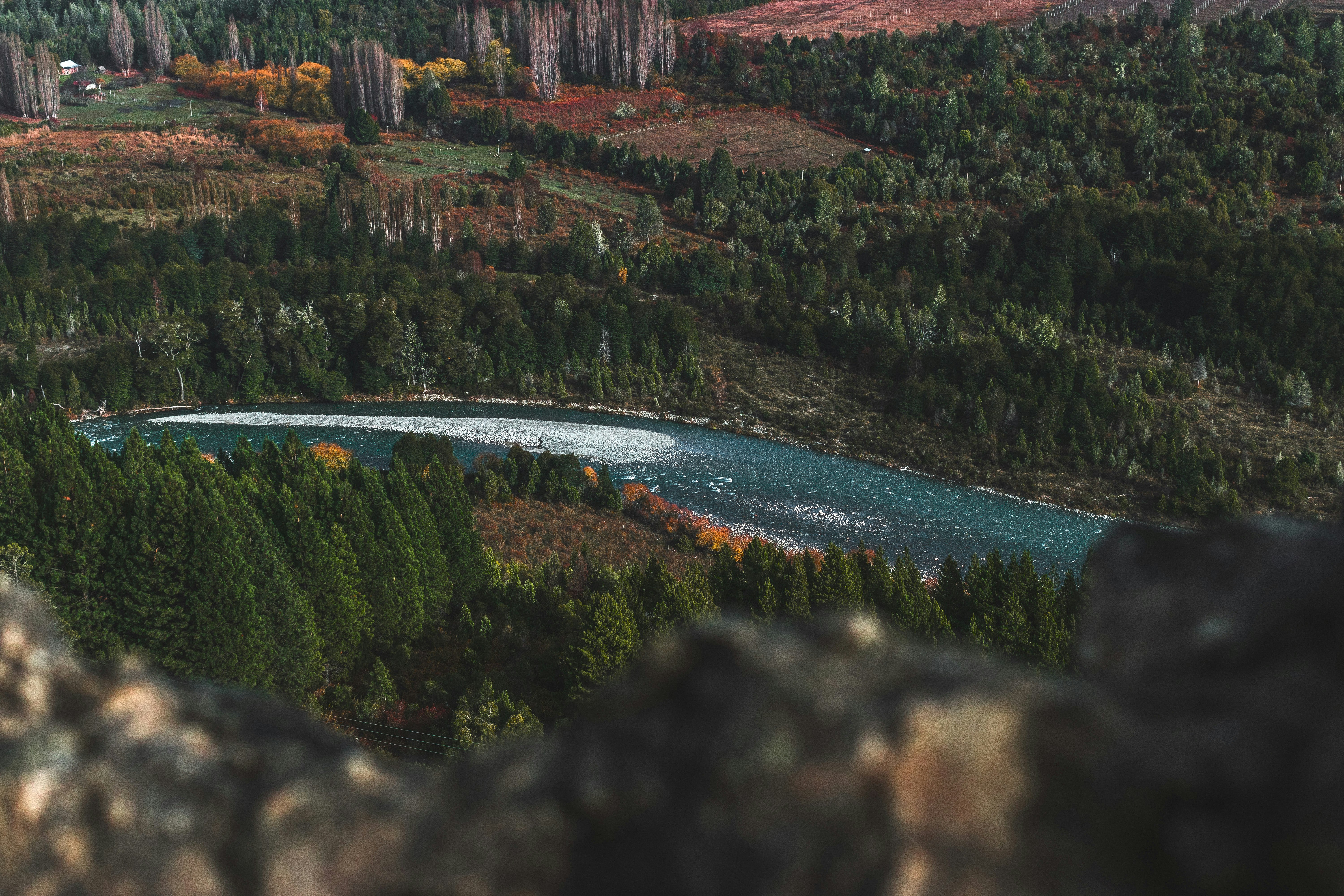 river between green trees during daytime