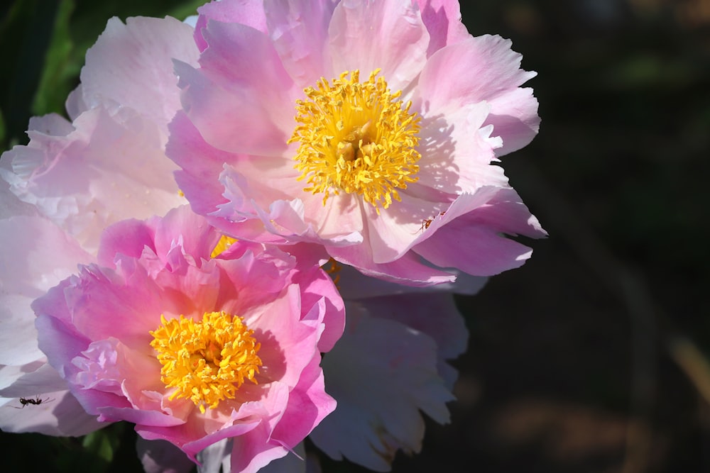 pink and yellow flower in close up photography