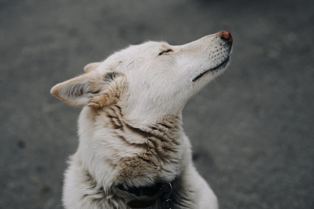 white wolf on gray concrete floor