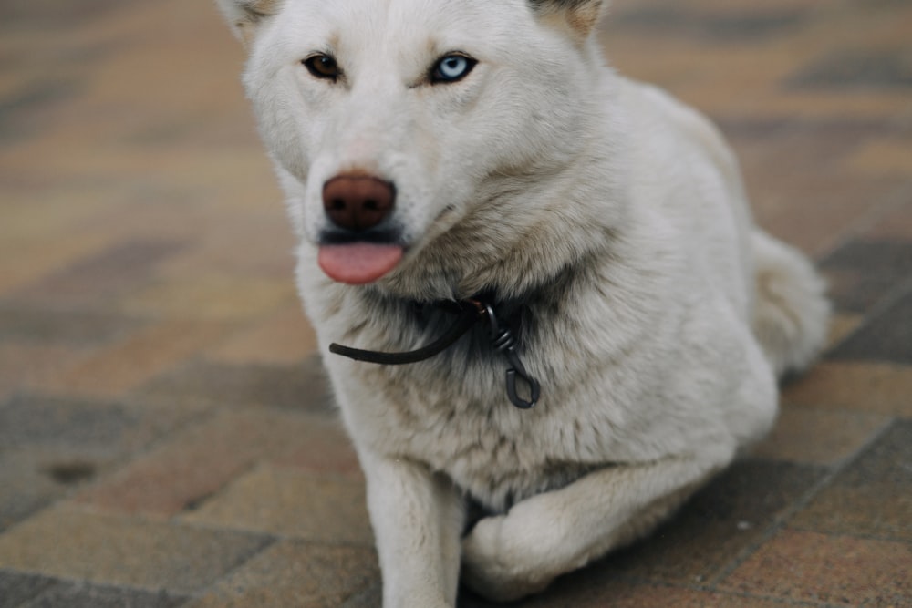 white and brown short coated dog