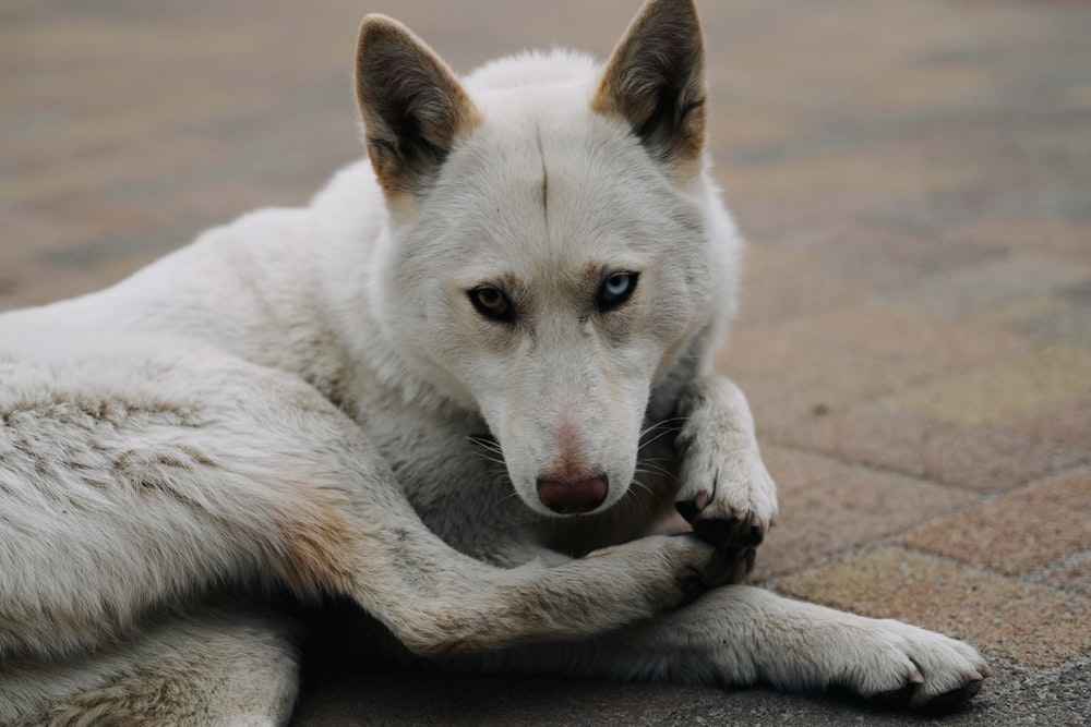 white siberian husky lying on ground