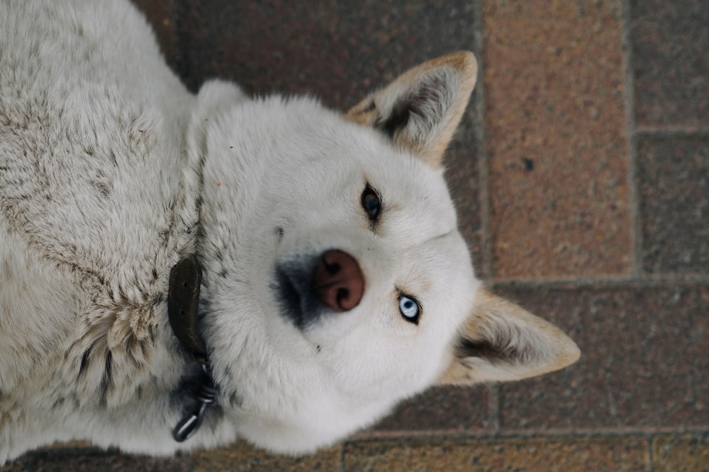 white short coated dog lying on brown floor