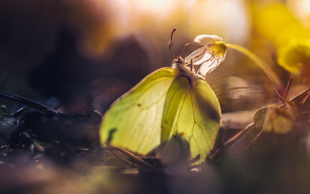 yellow butterfly perched on brown leaf in close up photography