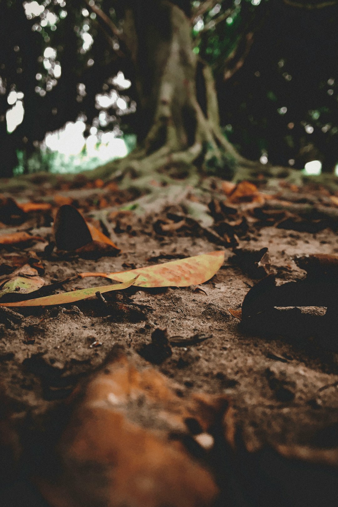 brown dried leaves on ground