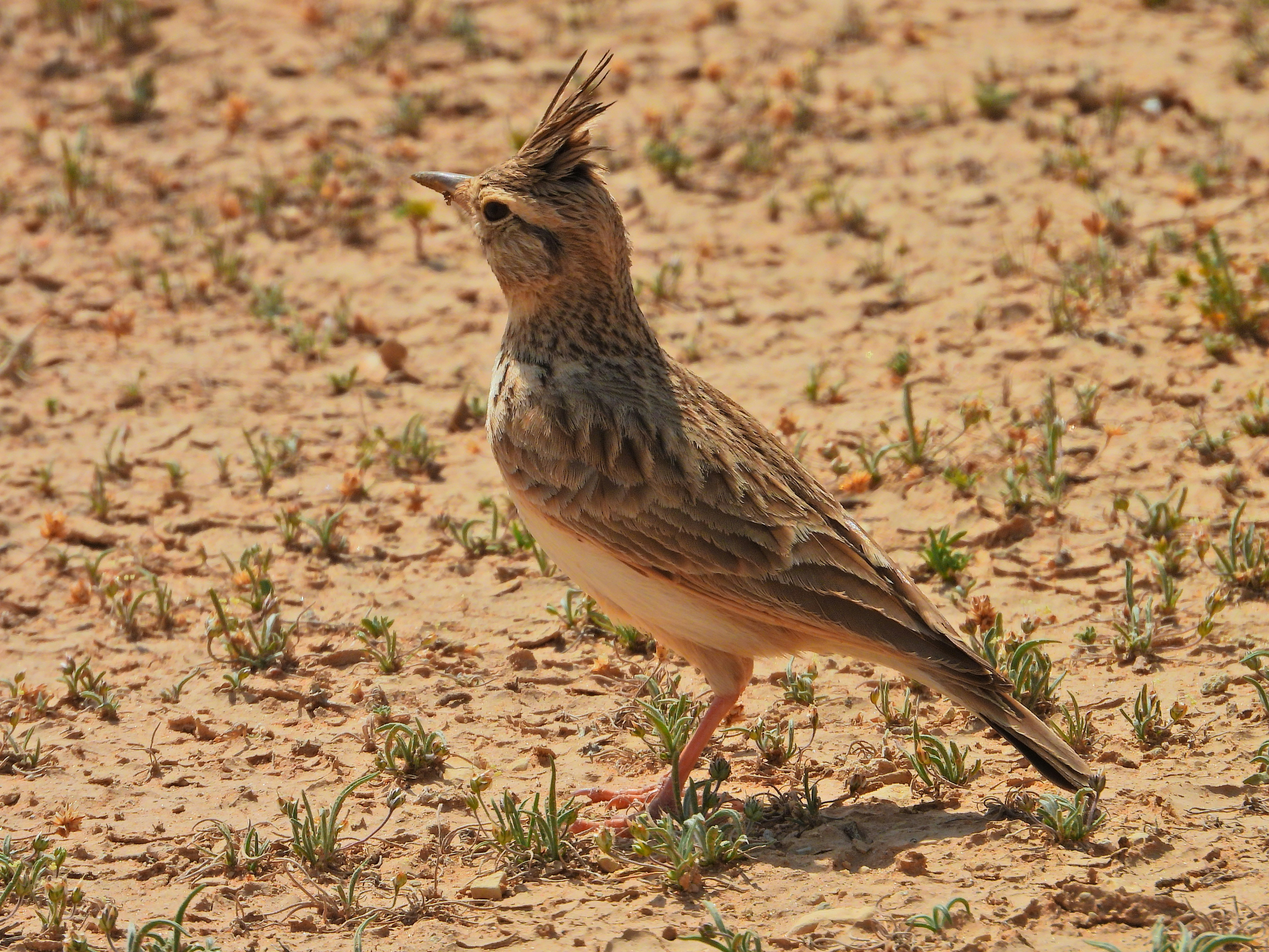 Photo by mohammed2634