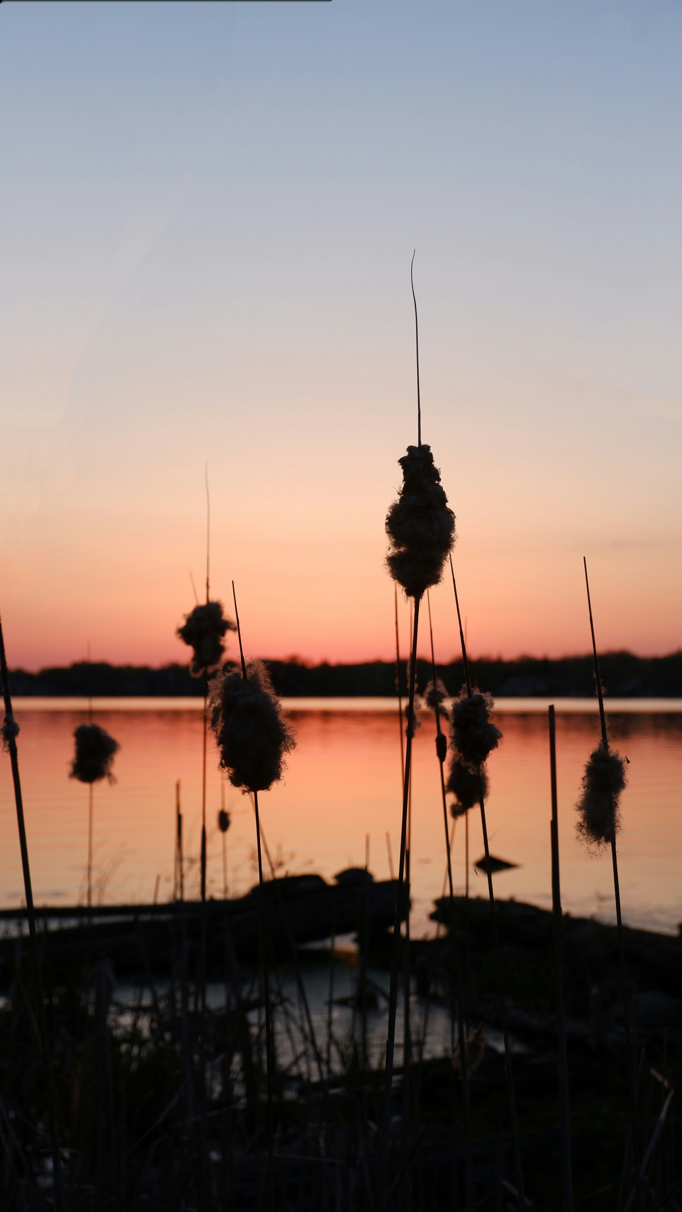 silhouette of trees near body of water during sunset
