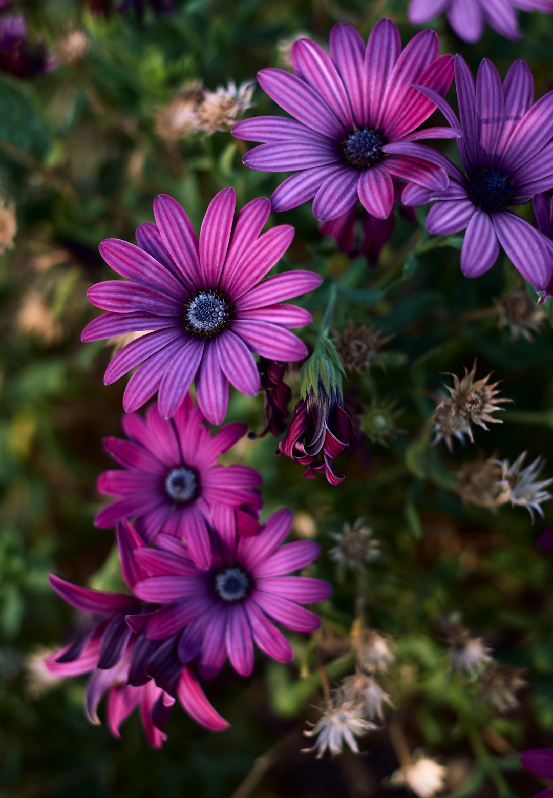 purple flower in tilt shift lens