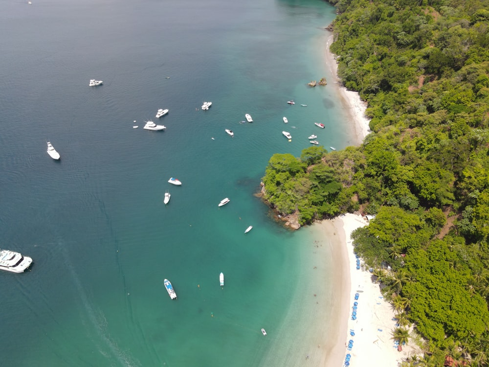 aerial view of green trees beside body of water during daytime