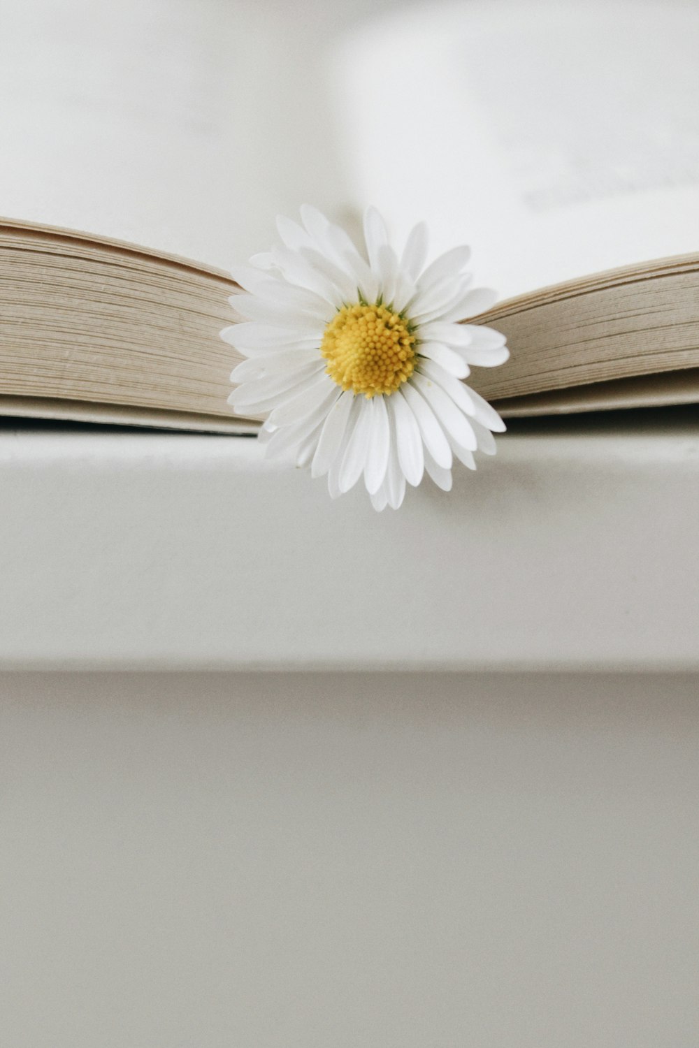 white daisy on white surface