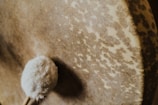 A close-up view of a textured drumhead with a mallet resting on its surface. The drumhead has a pattern that resembles speckled animal hide.