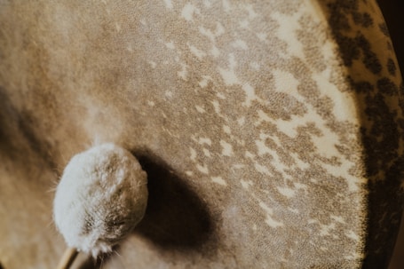 white bird on brown sand