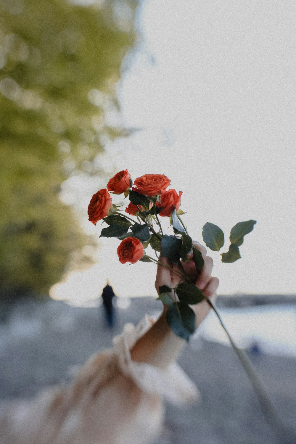 red flower on white wooden fence