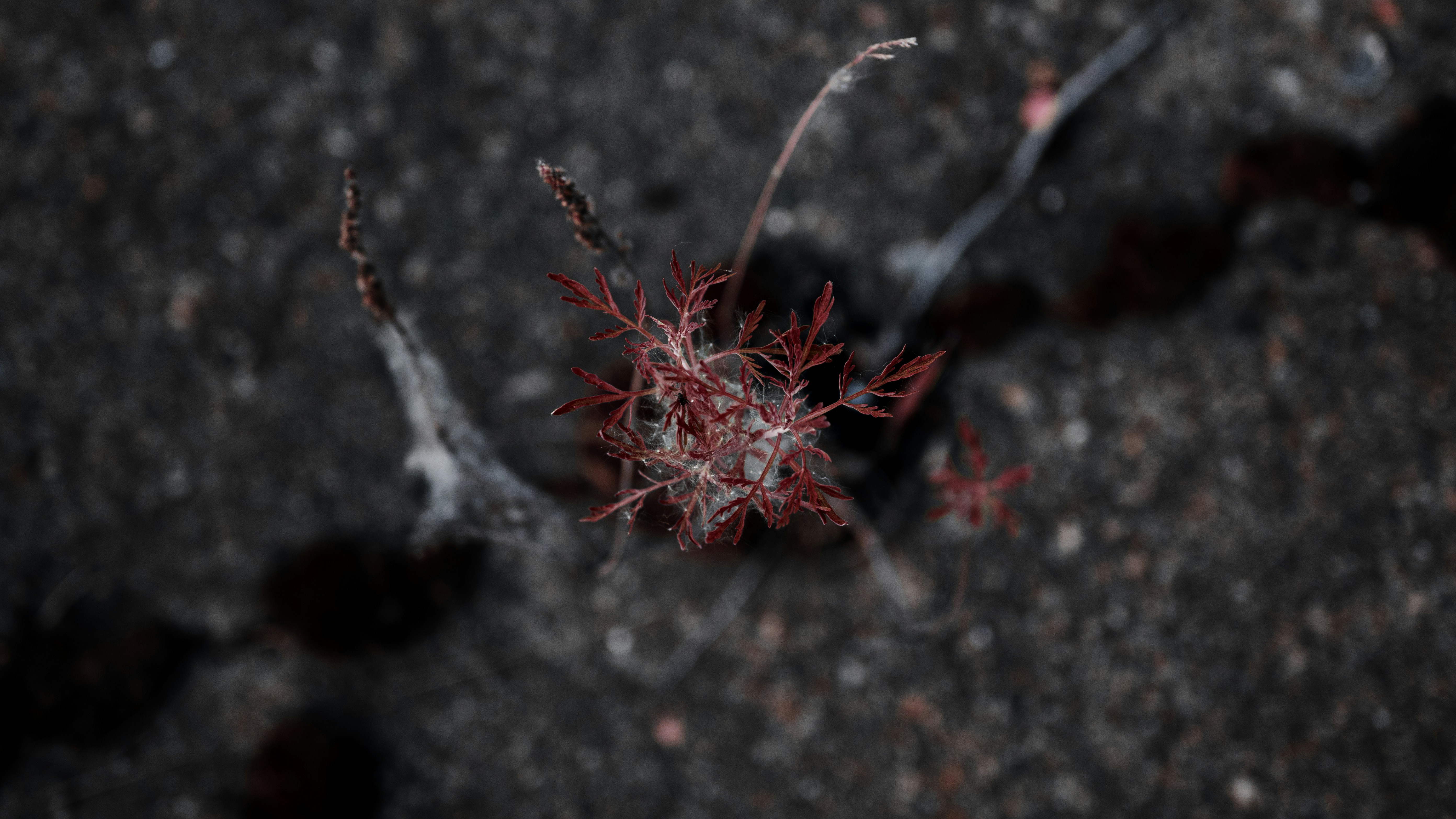 Exactly why Downward Dating Is Harmful