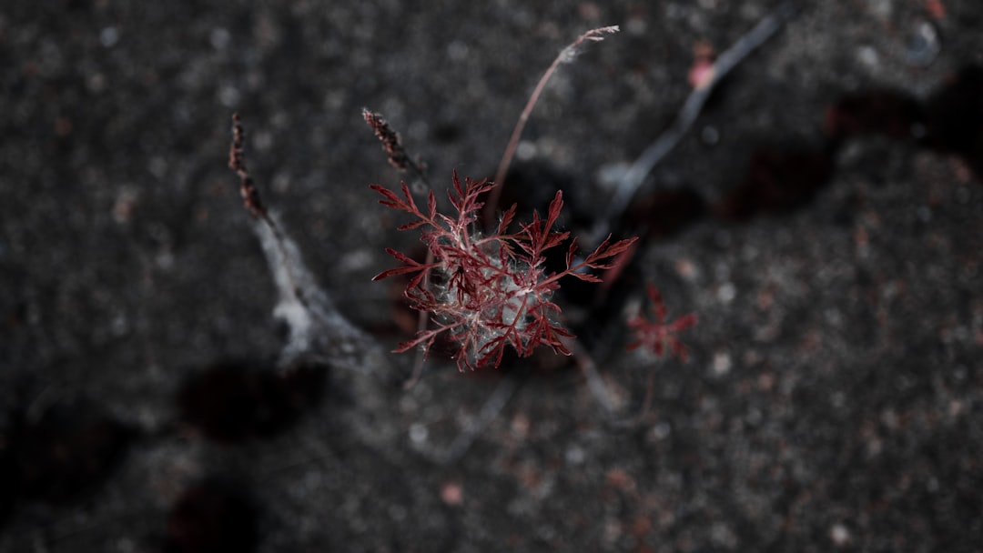 red and white plant on black and gray surface