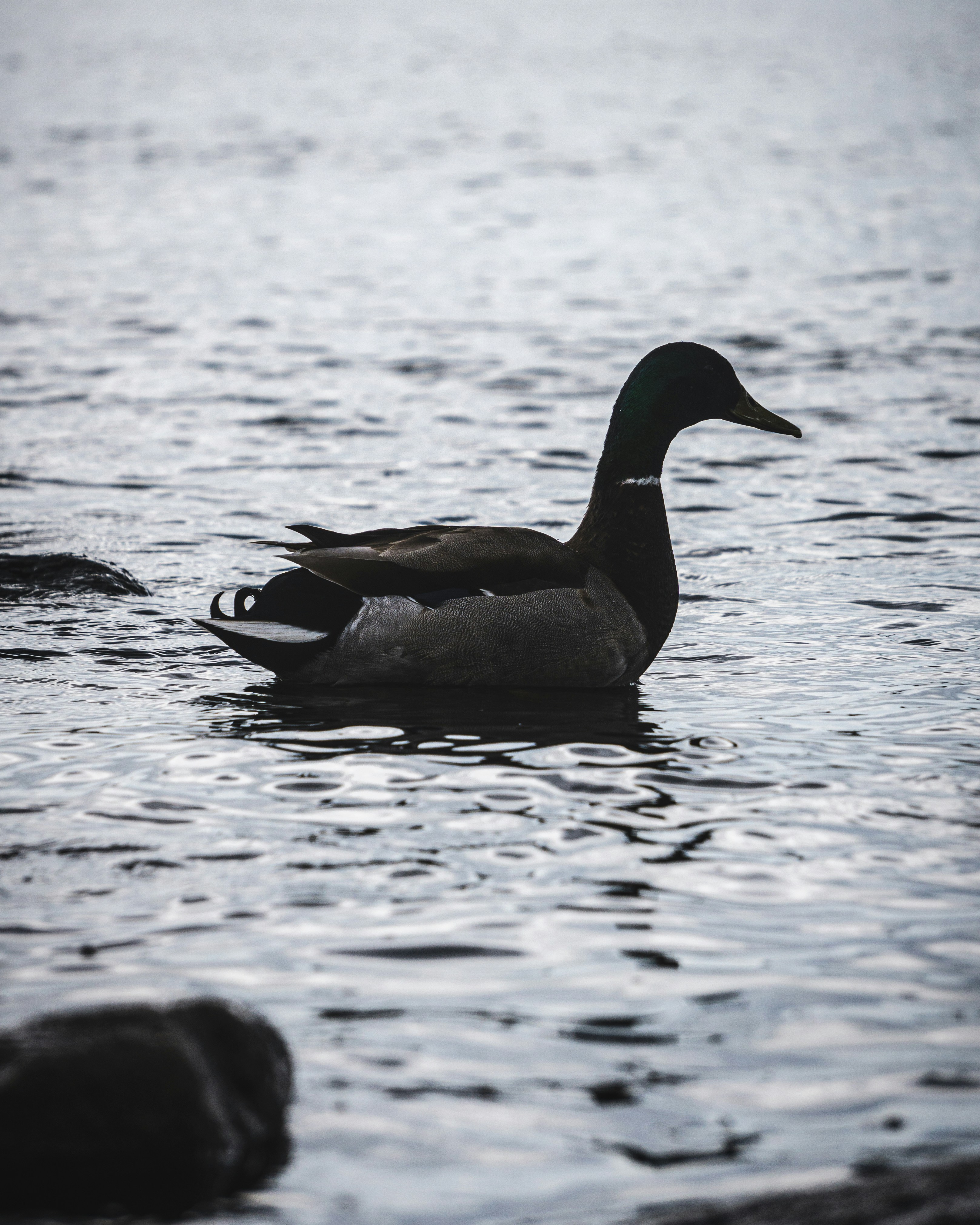 Photo by bastian_hyldahl