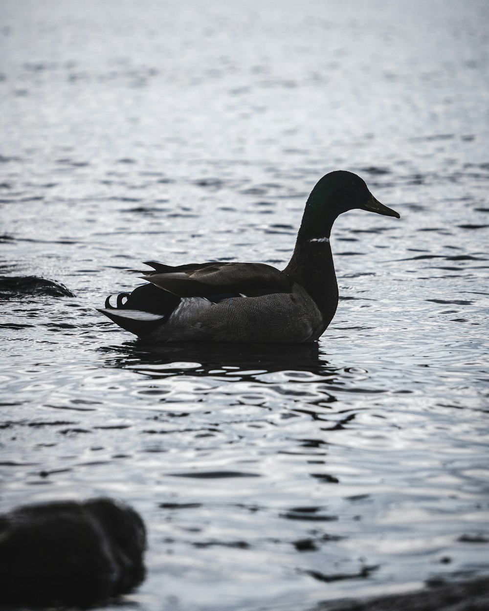 brown and green duck on water during daytime