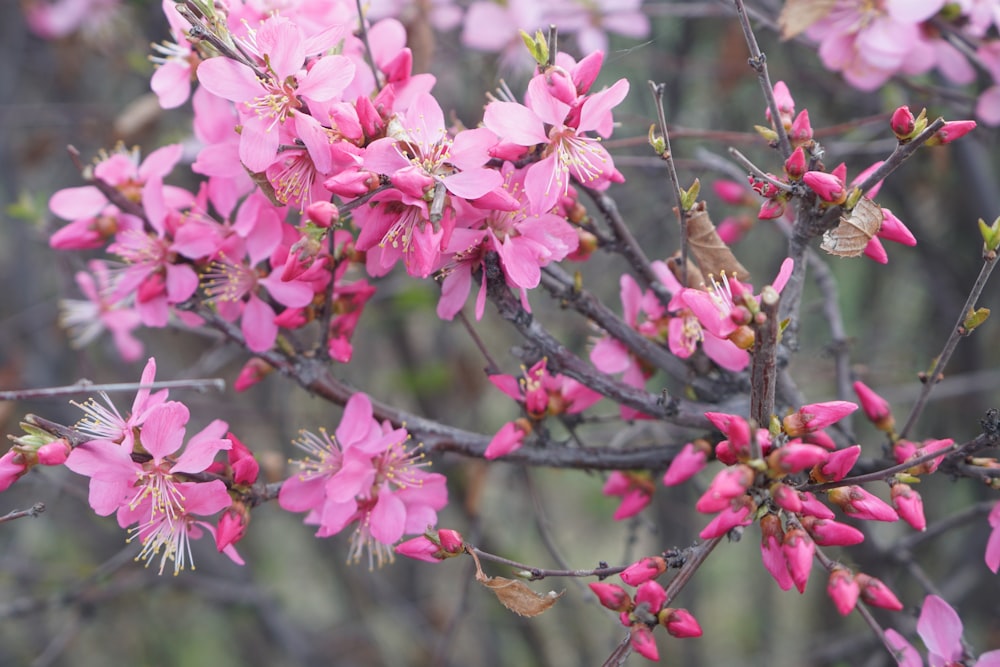 pink flowers on brown tree branch