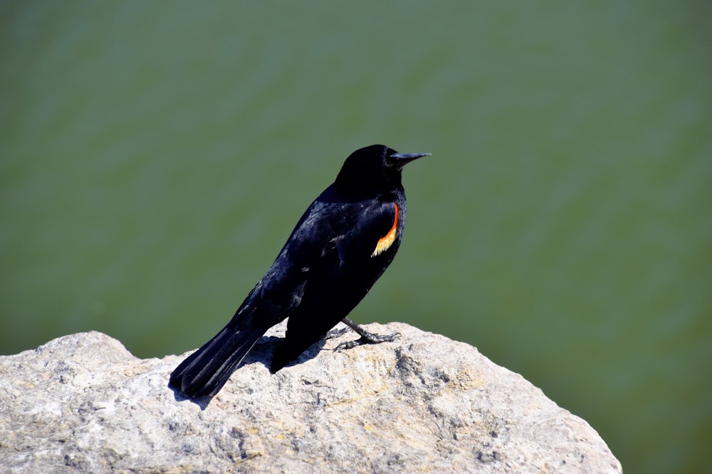 uccello nero su roccia grigia