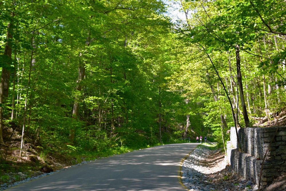 gray concrete road between green trees during daytime