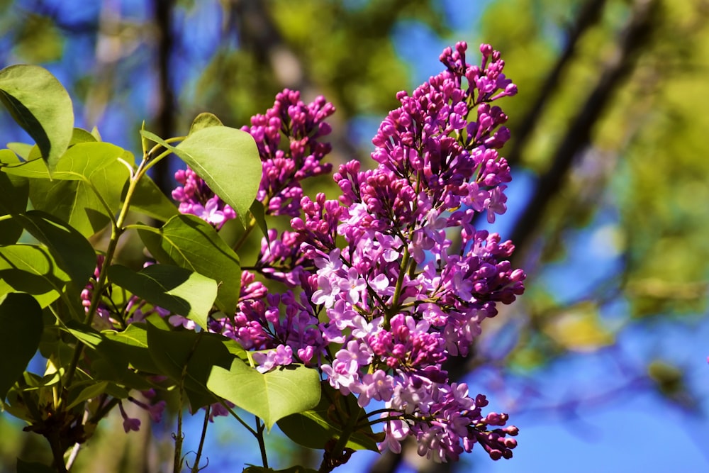 purple flowers with green leaves