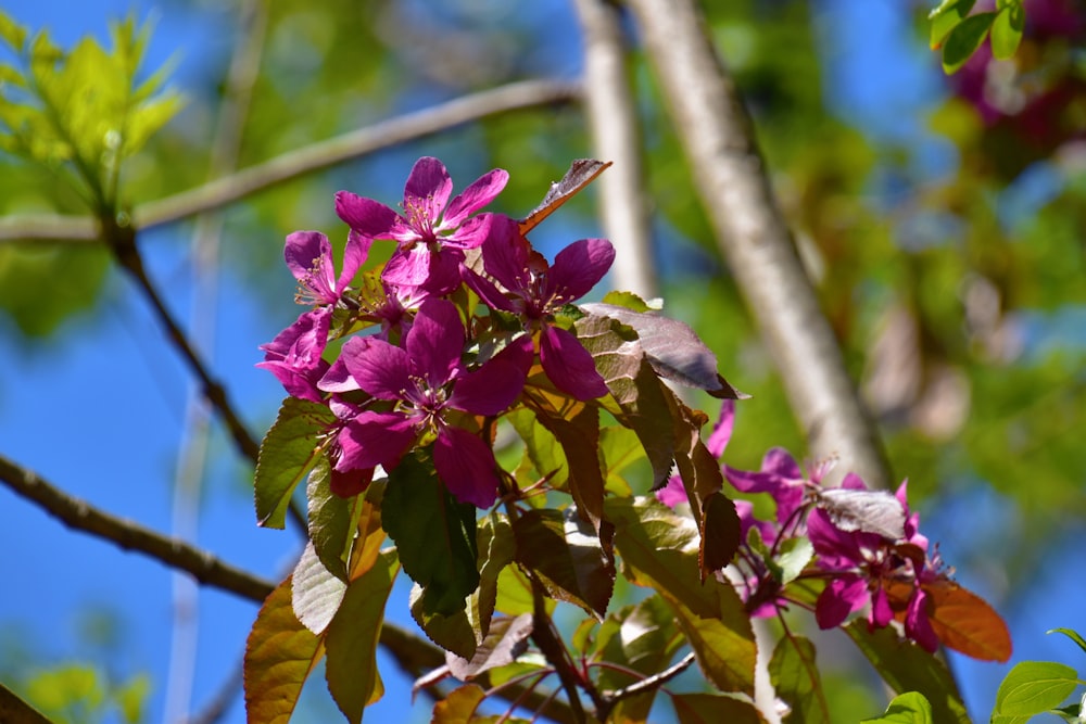pink flower on brown tree branch during daytime