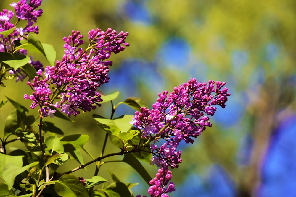 purple flower on green stem