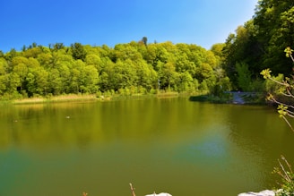 A serene lake surrounded by lush greenery under a clear blue sky.