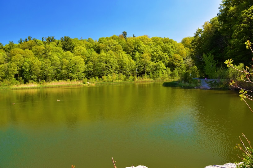 A serene lake surrounded by lush greenery under a clear blue sky.
