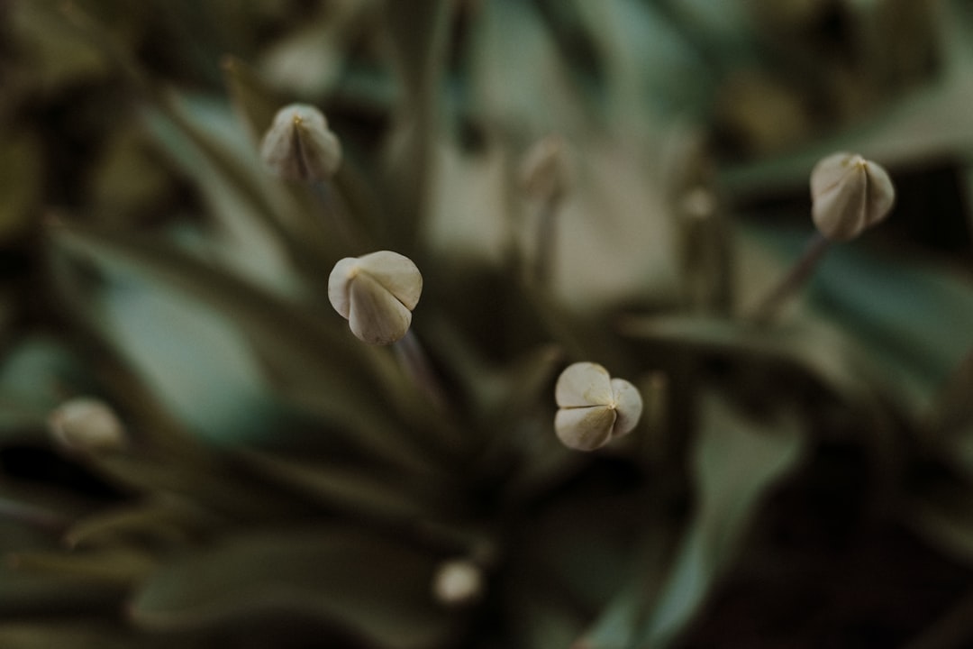 white flower buds in tilt shift lens