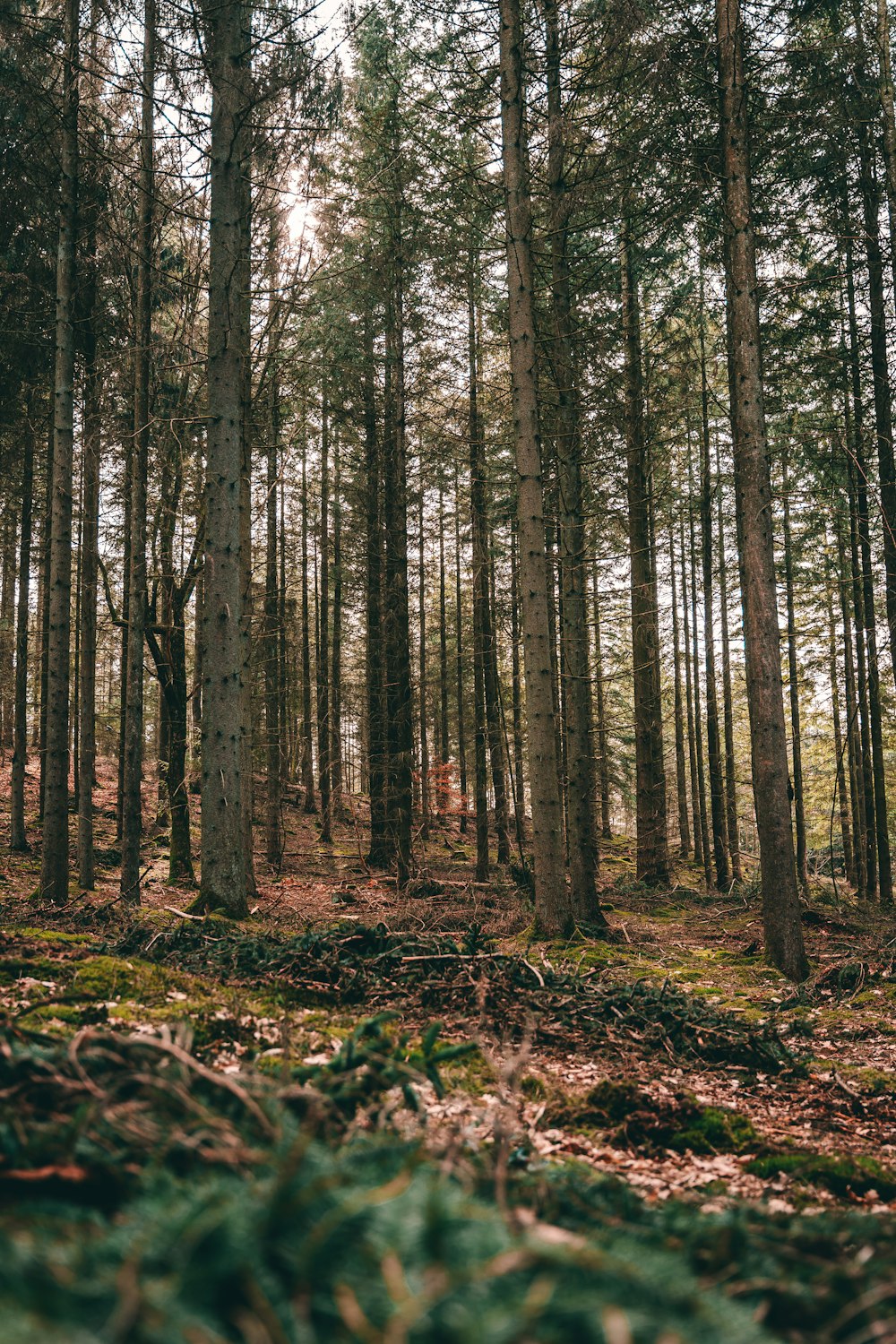 green trees on forest during daytime