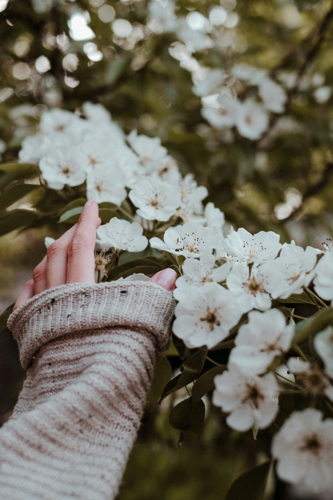 person holding white flower during daytime