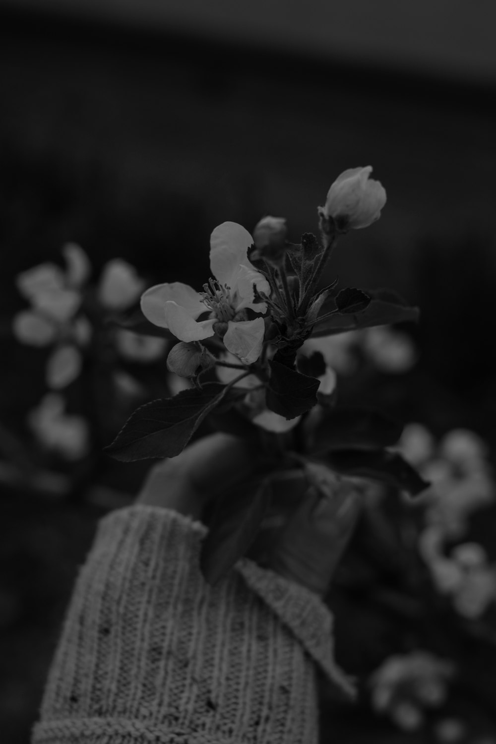 grayscale photo of white flowers