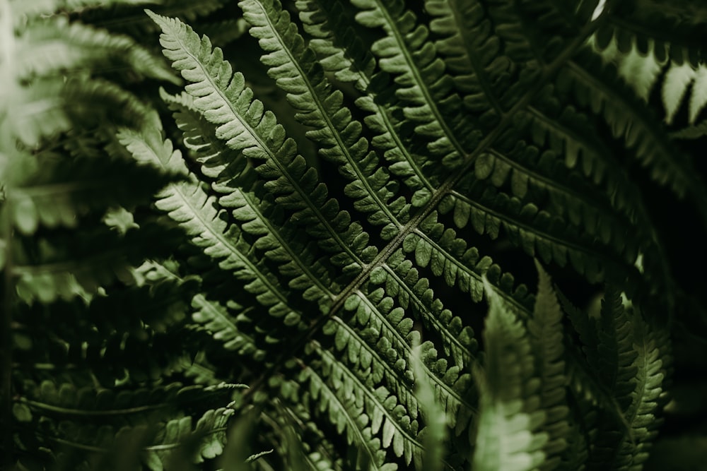 planta de samambaia verde em fotografia de perto