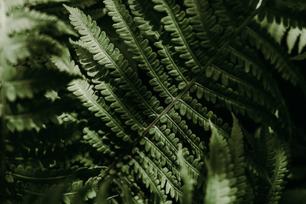 green fern plant in close up photography