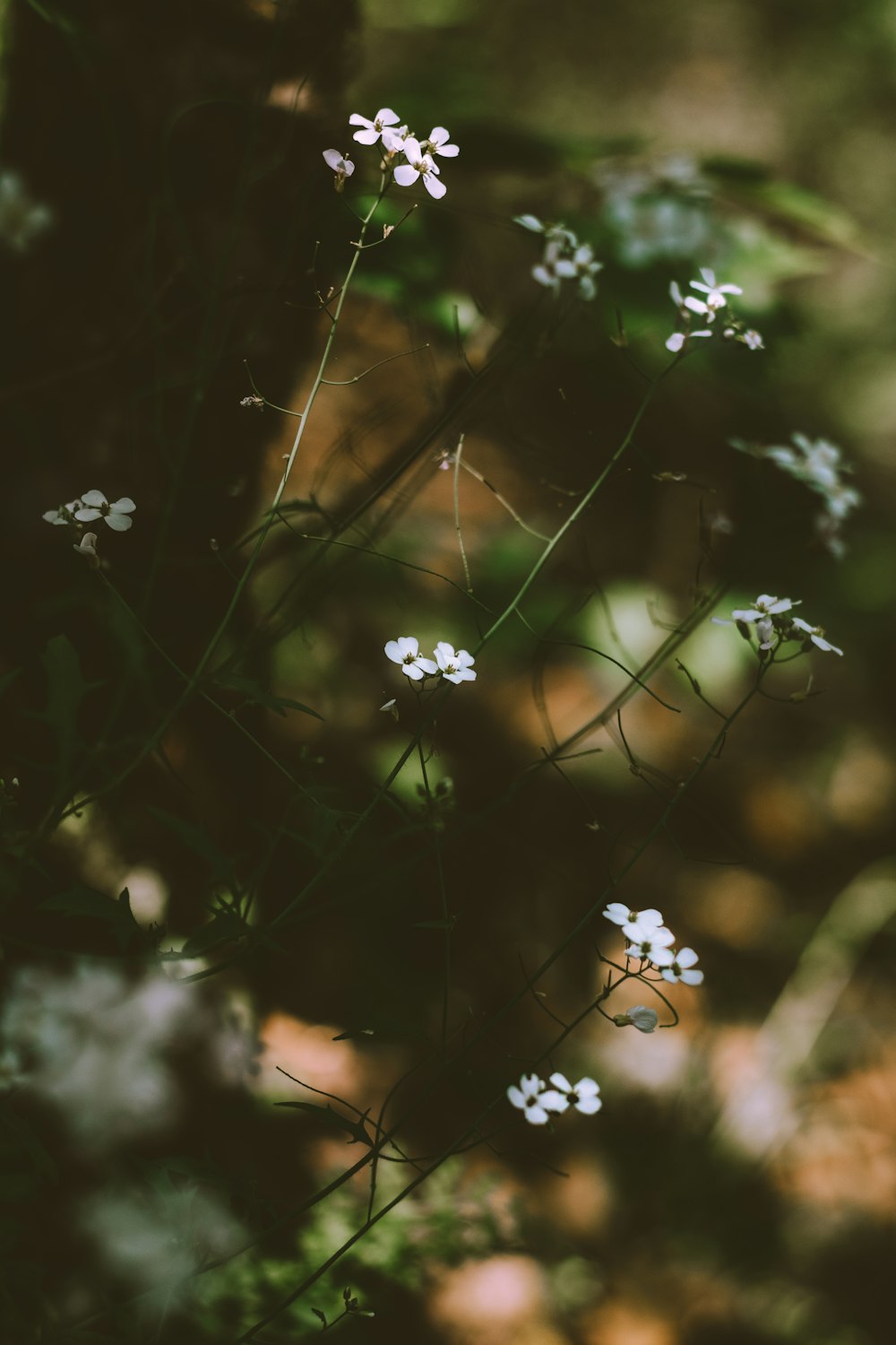 white flowers with green leaves