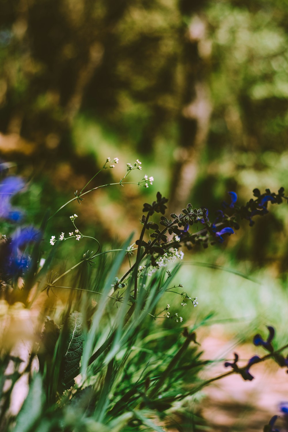 purple flower in tilt shift lens