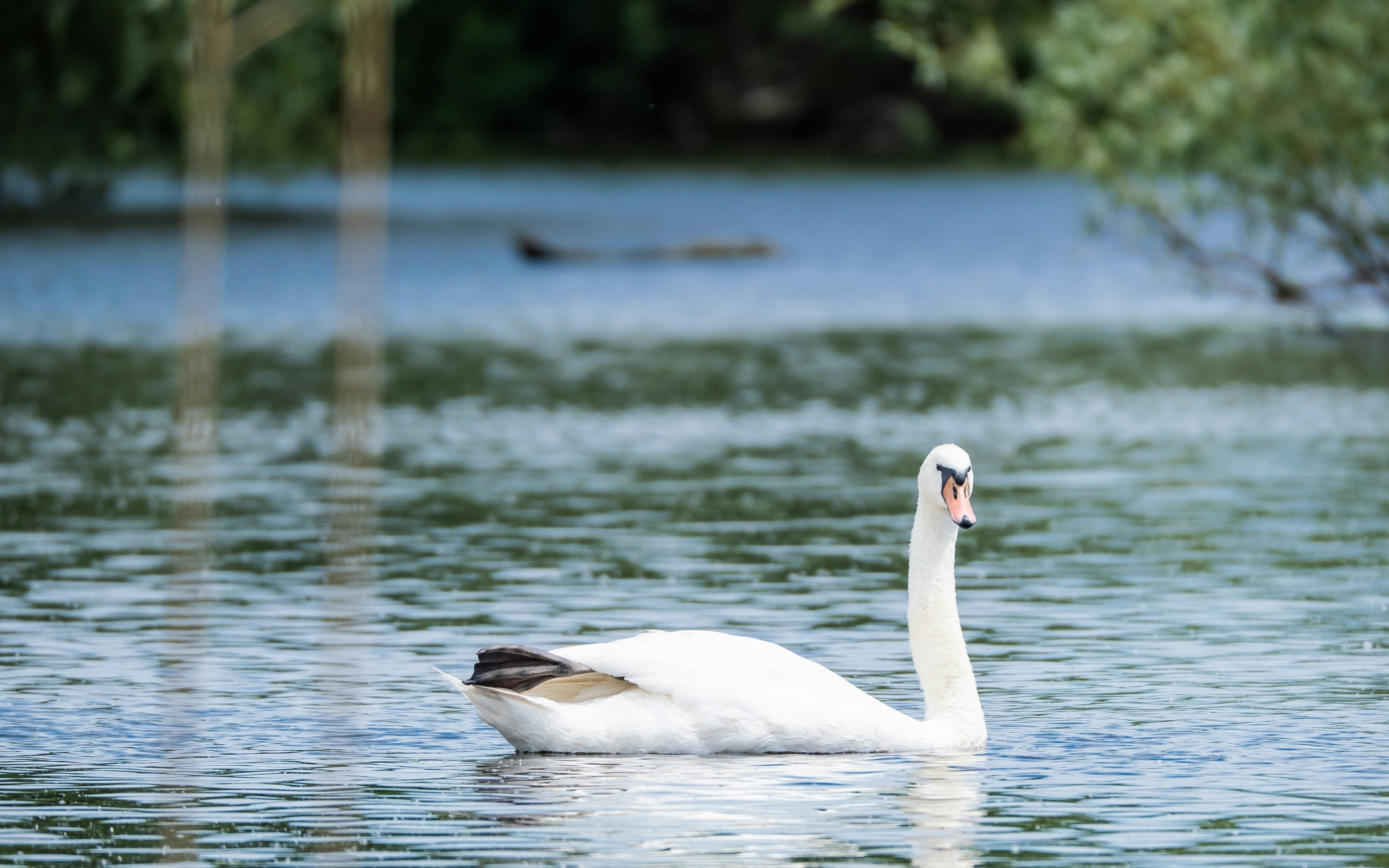 white swan on water during daytime