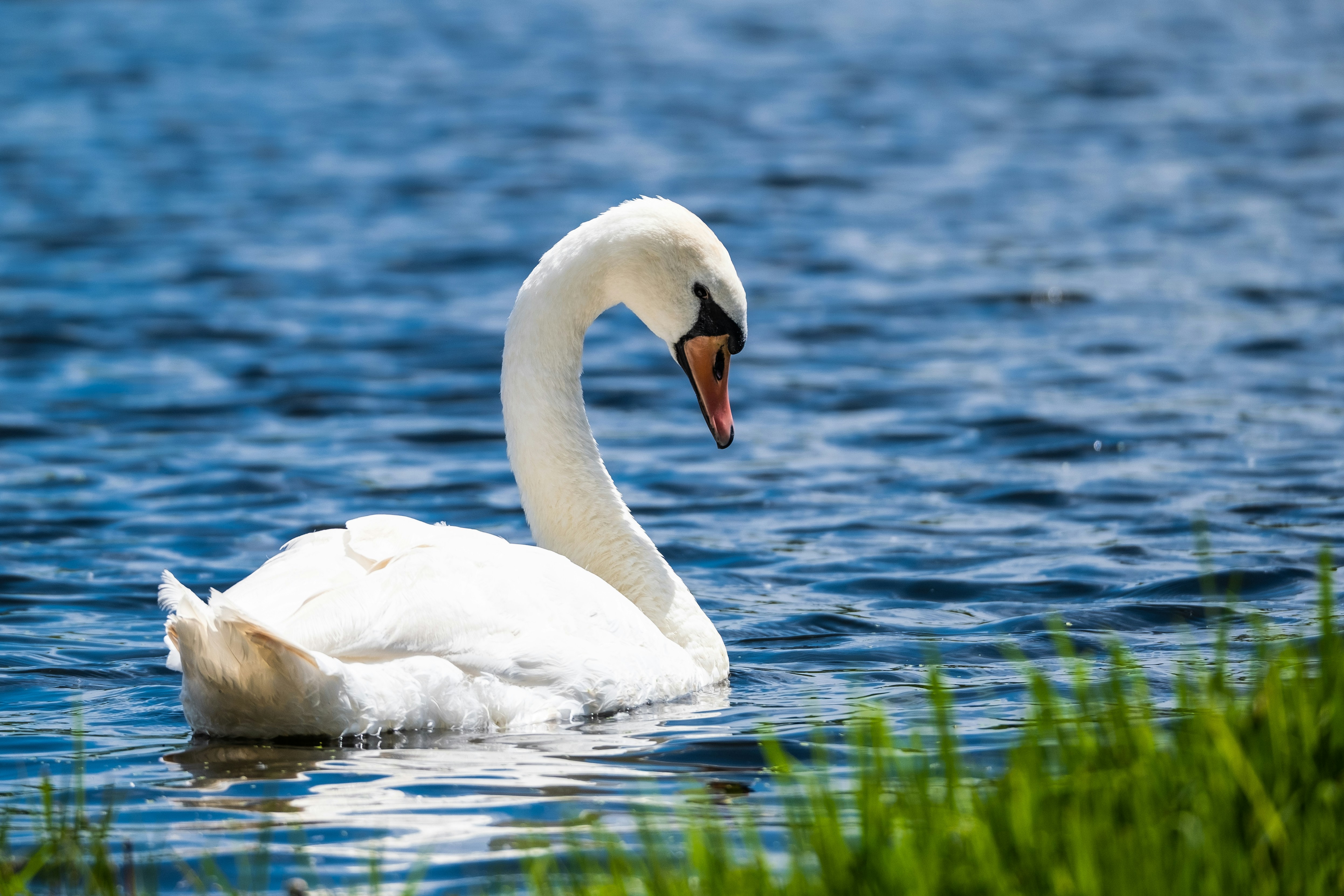 white swan on water during daytime