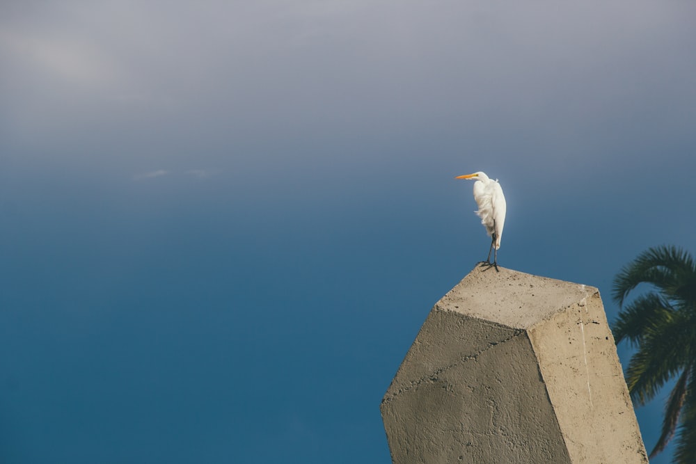 white bird on gray concrete wall during daytime