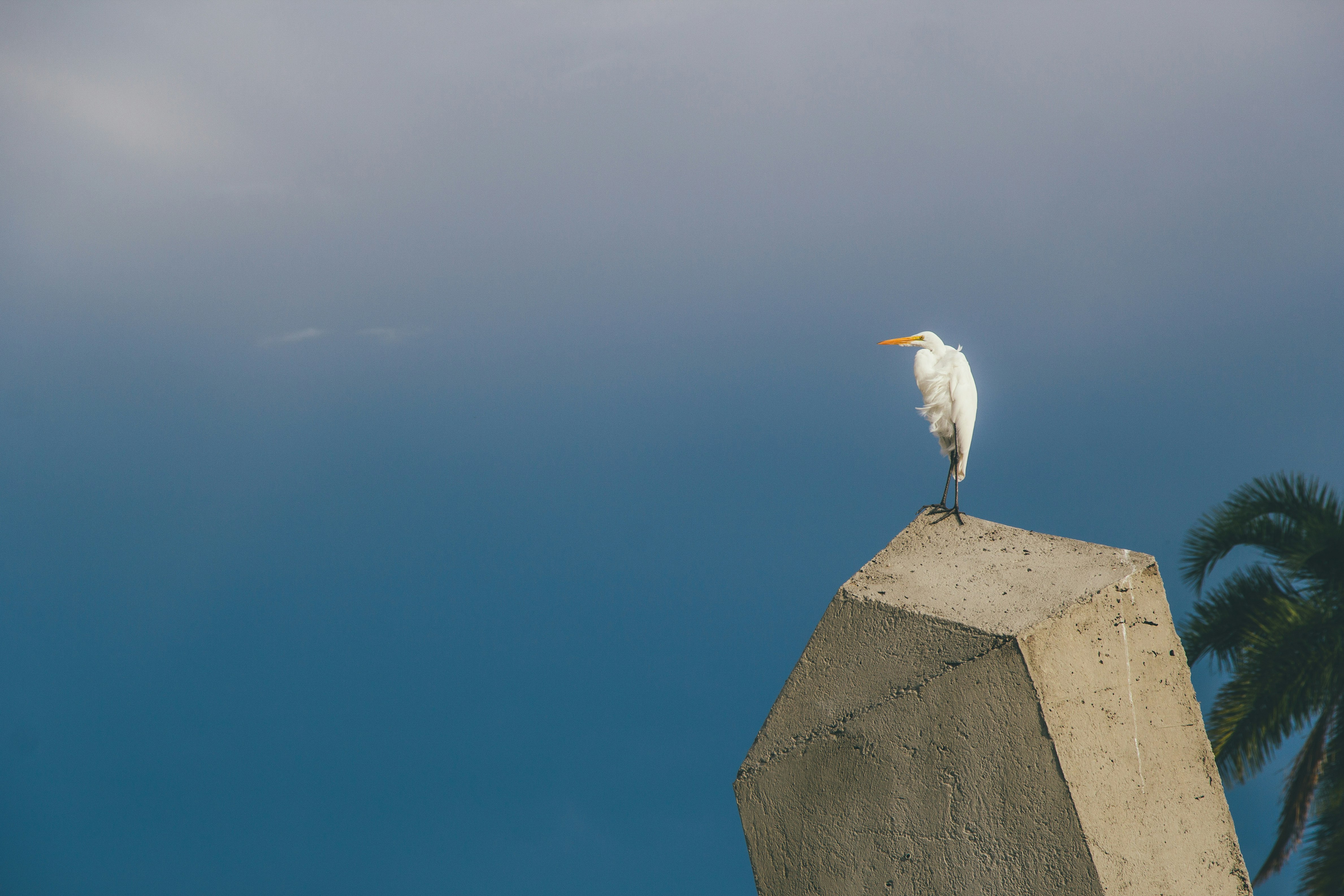 white bird on gray concrete wall during daytime