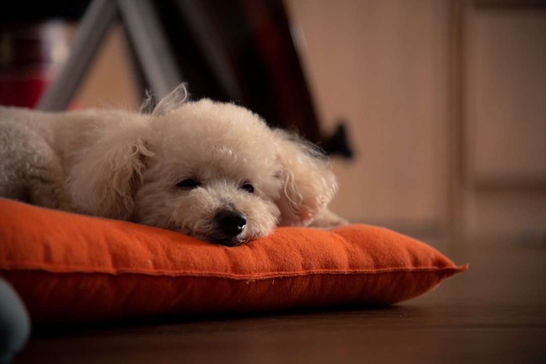 white poodle lying on orange textile