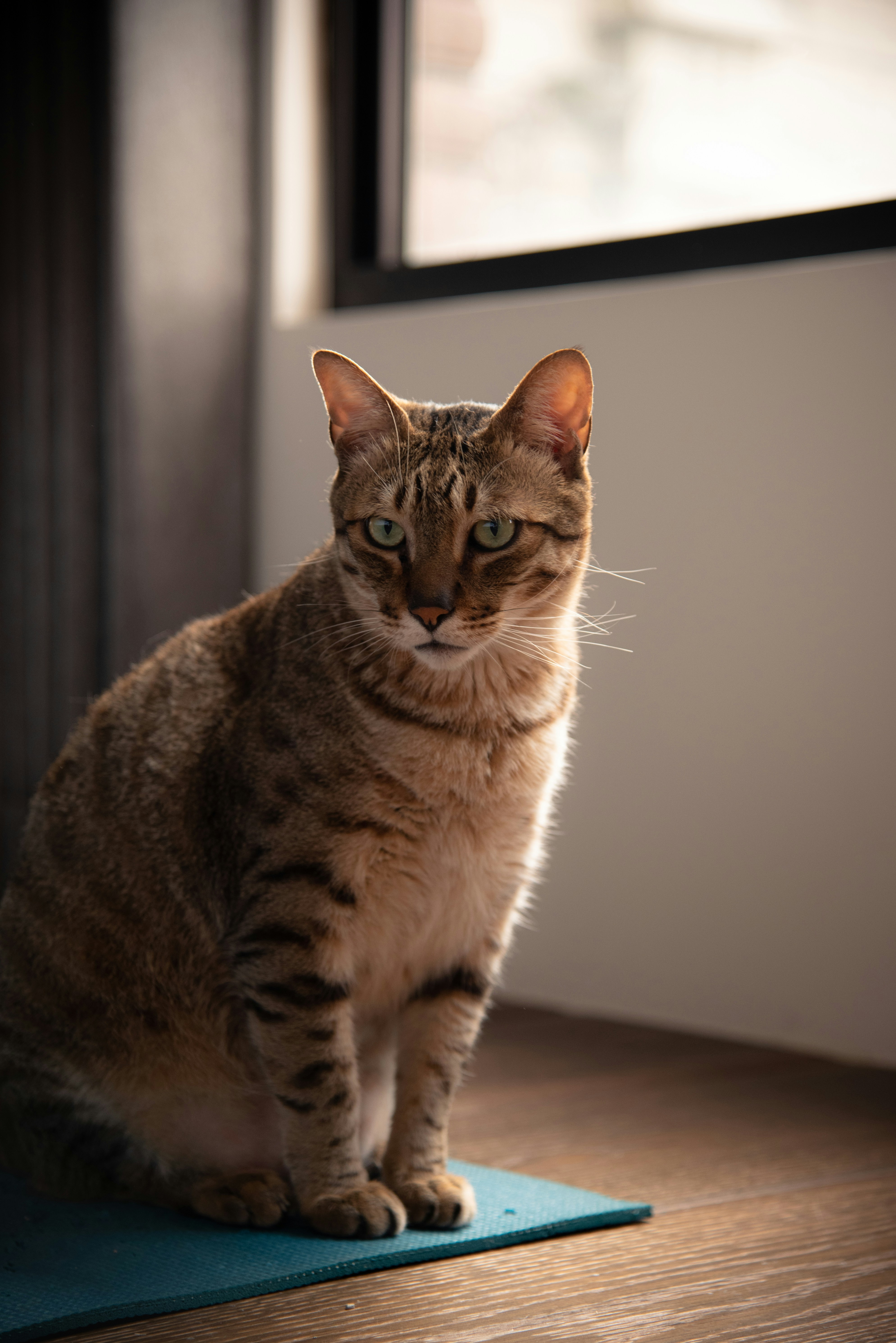 brown tabby cat on white table