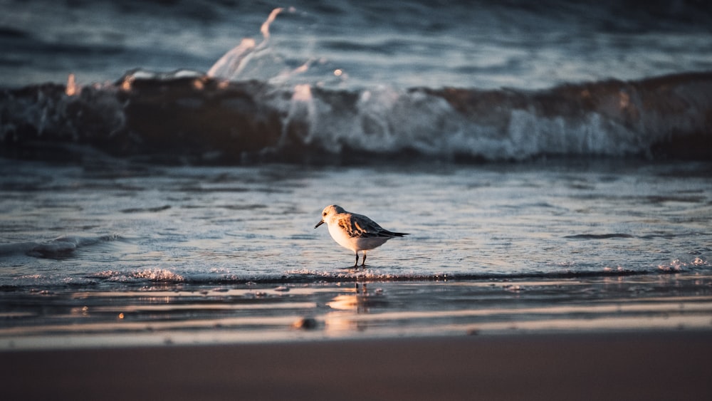 brown and white bird on water during daytime