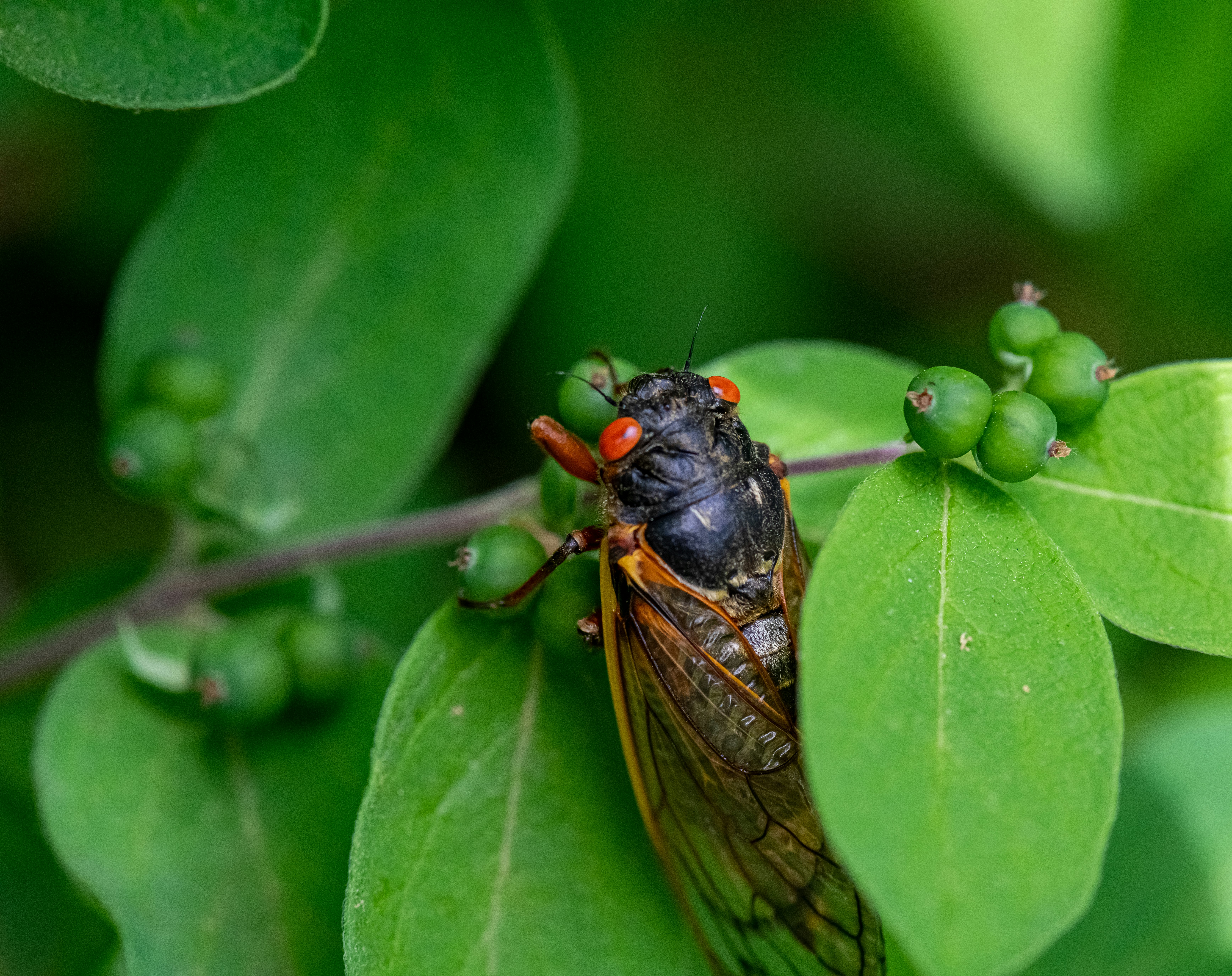 green and brown insect on green leaf