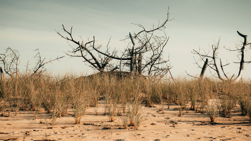 leafless tree on brown sand during daytime