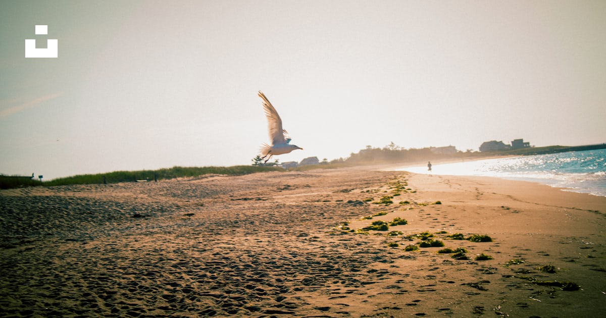 White bird flying over the sea during daytime photo – Free Beach Image ...